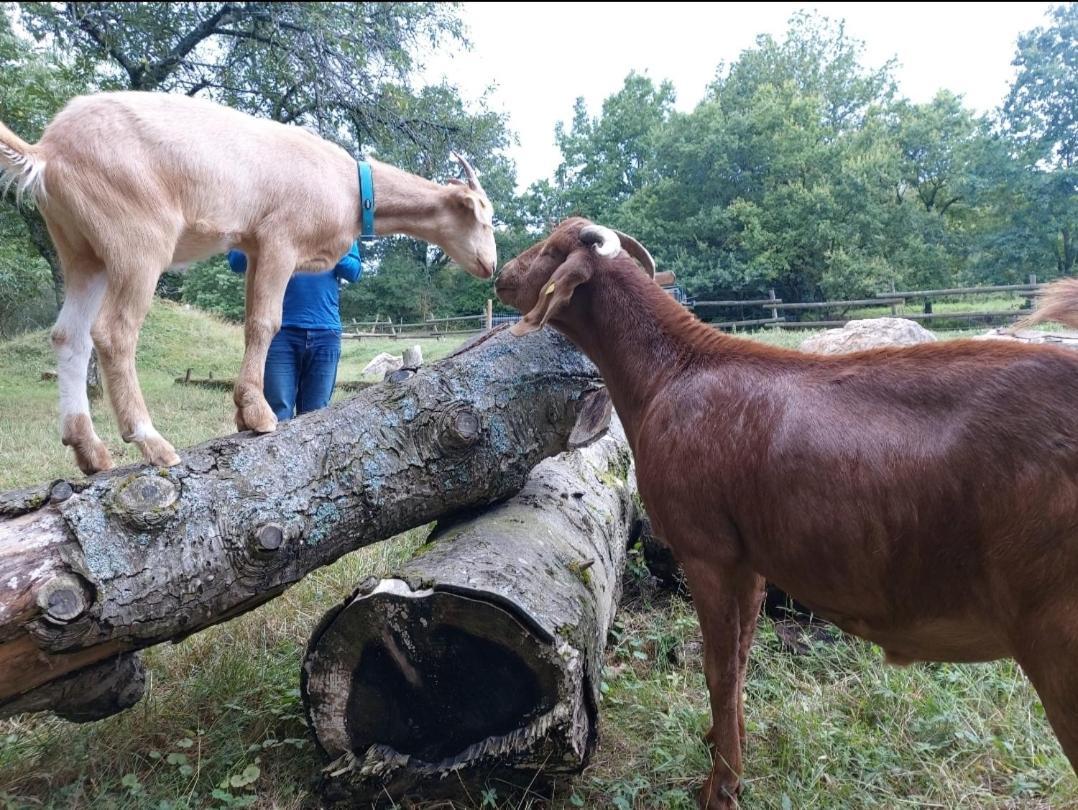 Sometimes Zimmer Gehaichnishof 7Born Maring-Noviand Buitenkant foto